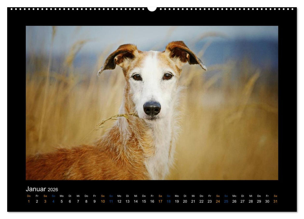 Windhund bunt (CALVENDO Premium Wandkalender 2026)