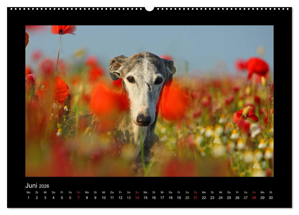 Windhund bunt (CALVENDO Premium Wandkalender 2026)