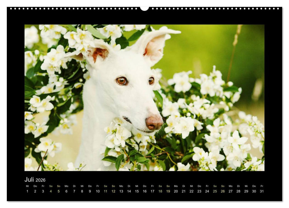 Windhund bunt (CALVENDO Premium Wandkalender 2026)
