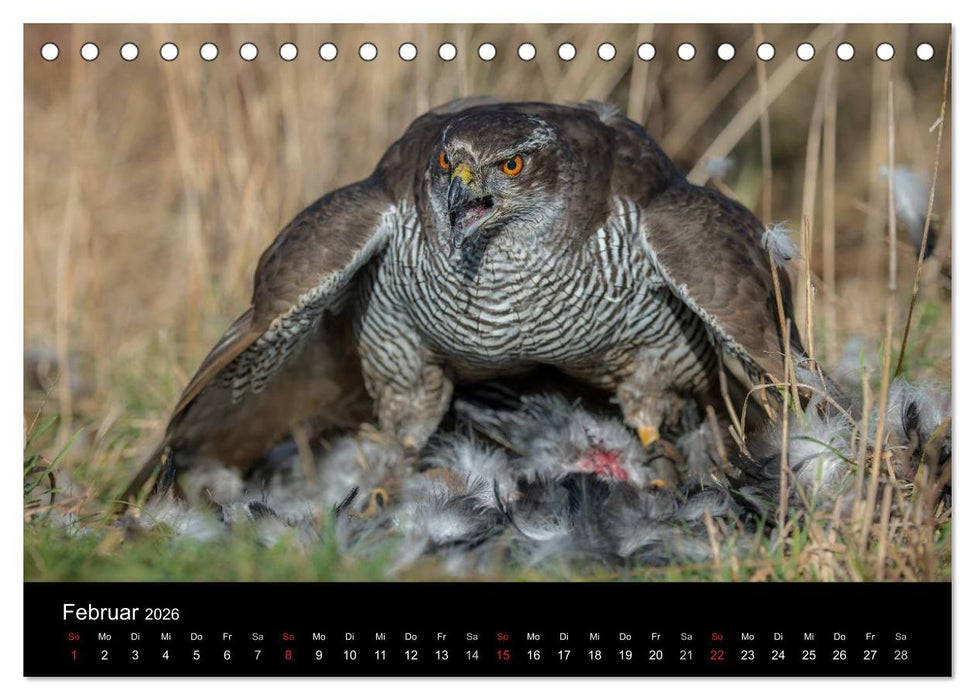 Falknerei Der Habicht (CALVENDO Wandkalender 2026)