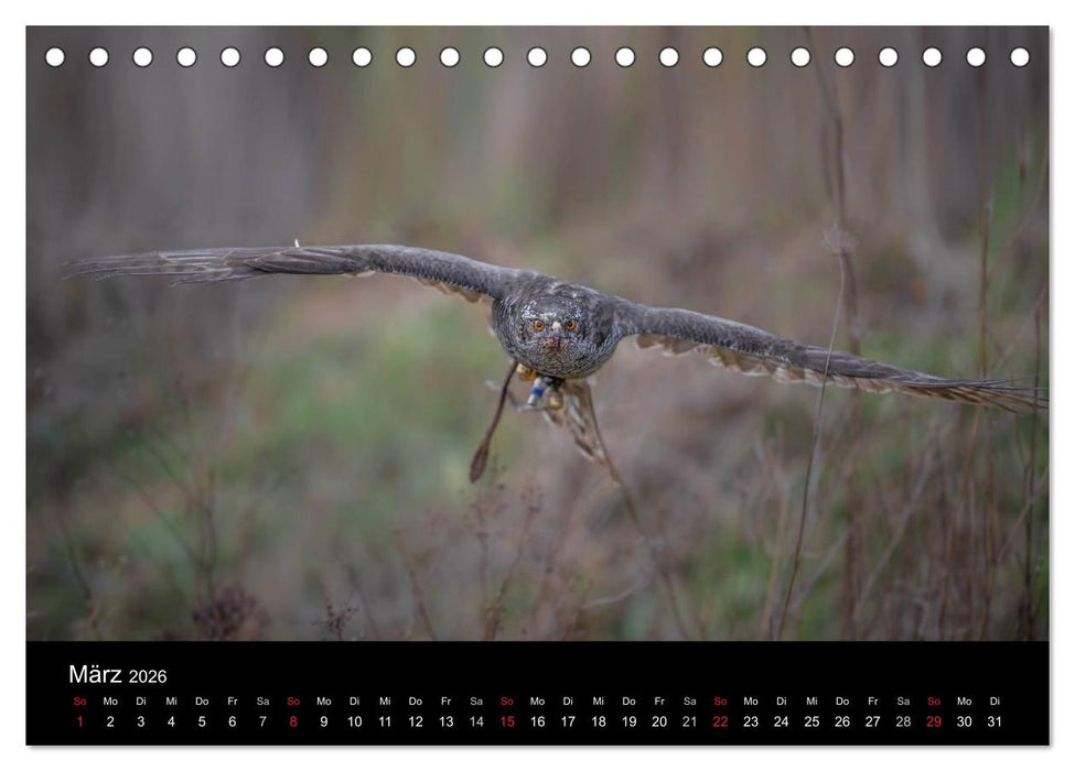Falknerei Der Habicht (CALVENDO Wandkalender 2026)
