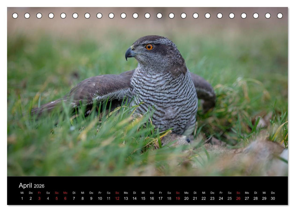 Falknerei Der Habicht (CALVENDO Wandkalender 2026)