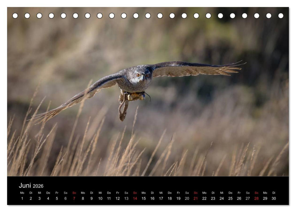 Falknerei Der Habicht (CALVENDO Wandkalender 2026)