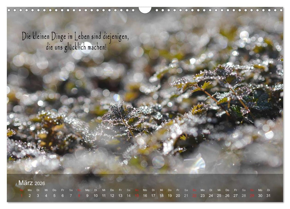 wunderschöne Lichtmomente (CALVENDO Wandkalender 2026)