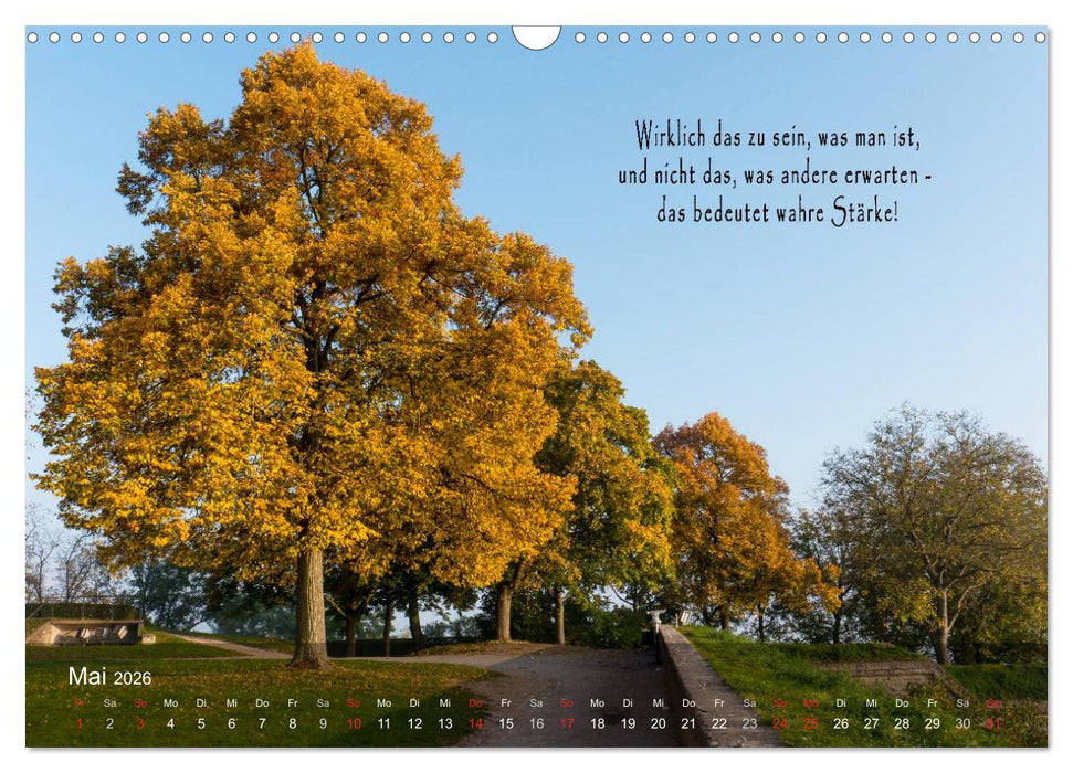 wunderschöne Lichtmomente (CALVENDO Wandkalender 2026)
