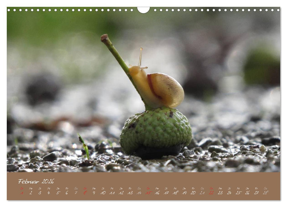 Schneckchen (CALVENDO Wandkalender 2026)