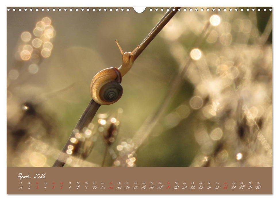 Schneckchen (CALVENDO Wandkalender 2026)