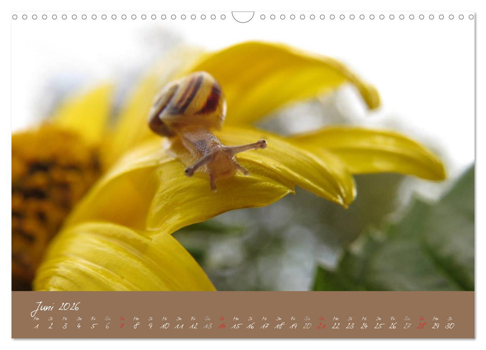 Schneckchen (CALVENDO Wandkalender 2026)