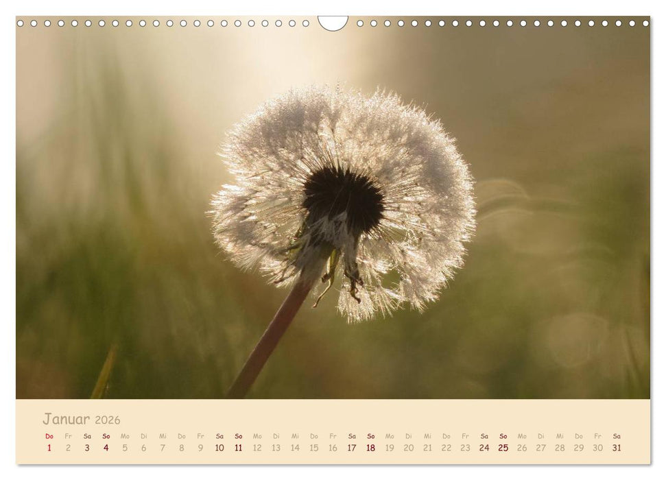 Unscheinbare Schönheit - Pusteblume (CALVENDO Wandkalender 2026)