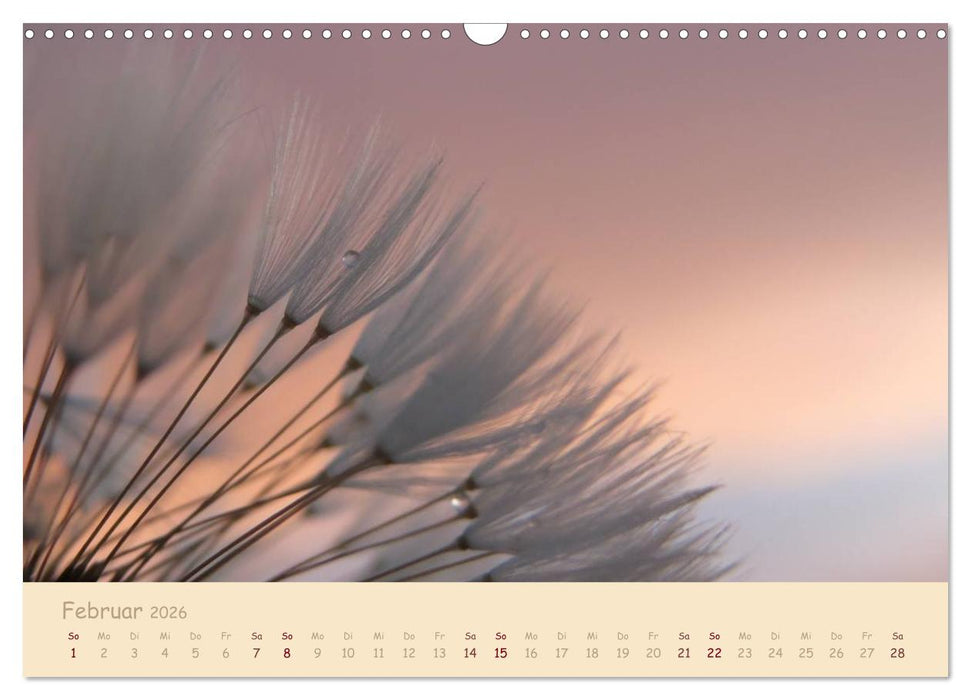 Unscheinbare Schönheit - Pusteblume (CALVENDO Wandkalender 2026)