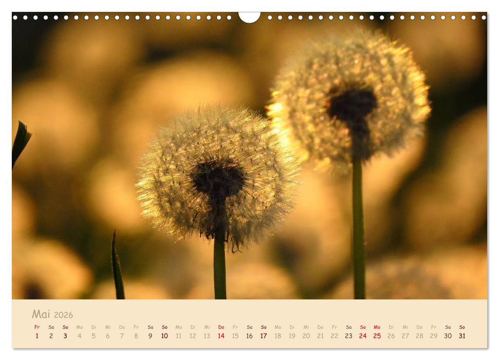 Unscheinbare Schönheit - Pusteblume (CALVENDO Wandkalender 2026)