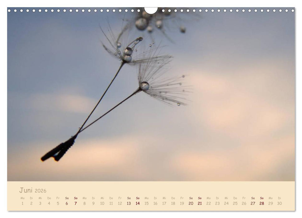 Unscheinbare Schönheit - Pusteblume (CALVENDO Wandkalender 2026)