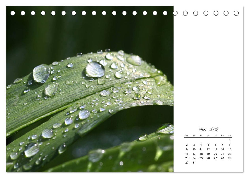 Blattkunst (CALVENDO Wandkalender 2026)