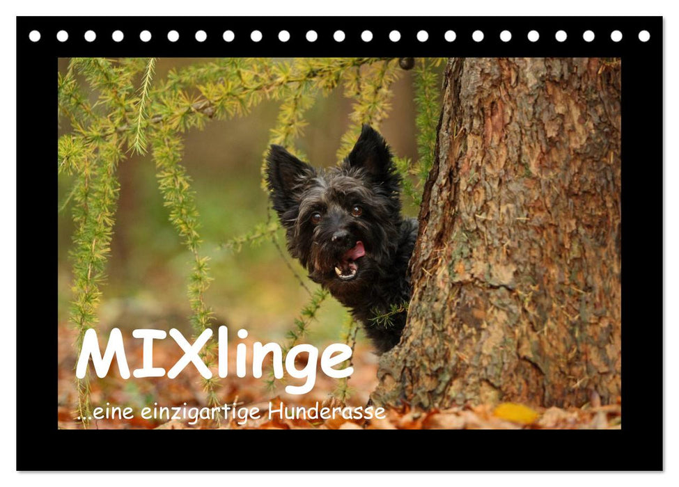 MIXlinge (CALVENDO Wandkalender 2026)