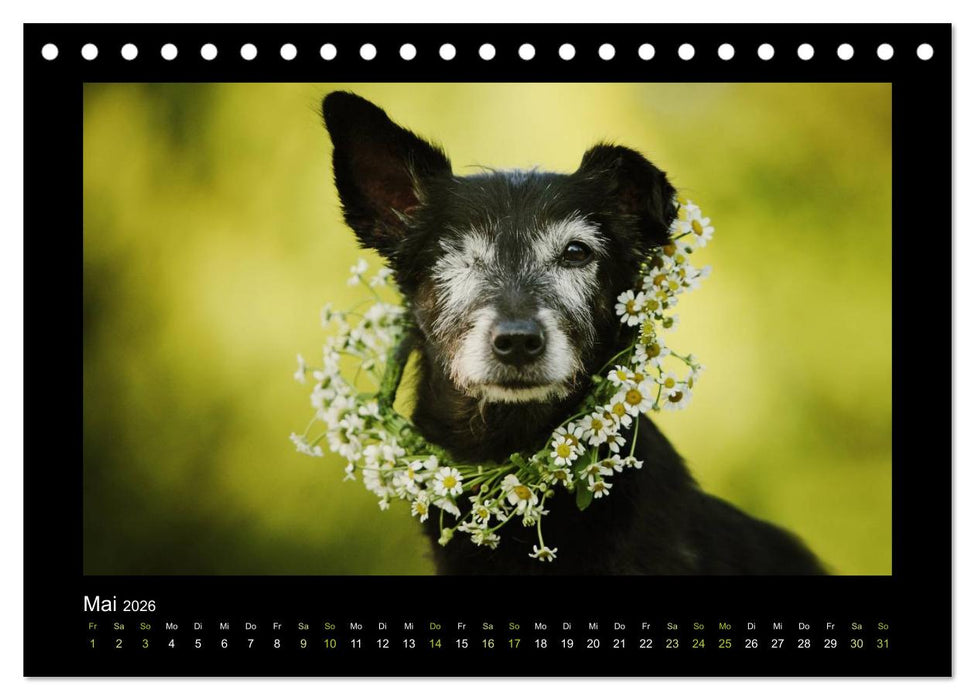 MIXlinge (CALVENDO Wandkalender 2026)