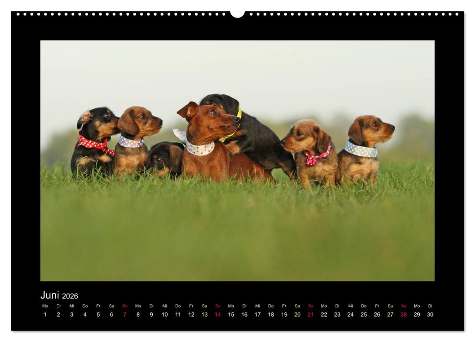 Allerlei Hundekinder (CALVENDO Wandkalender 2026)