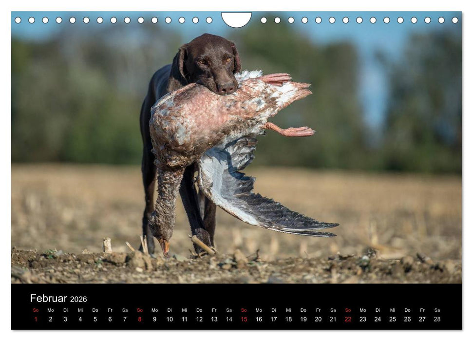 Jagdhunde bei der Arbeit (CALVENDO Wandkalender 2026)