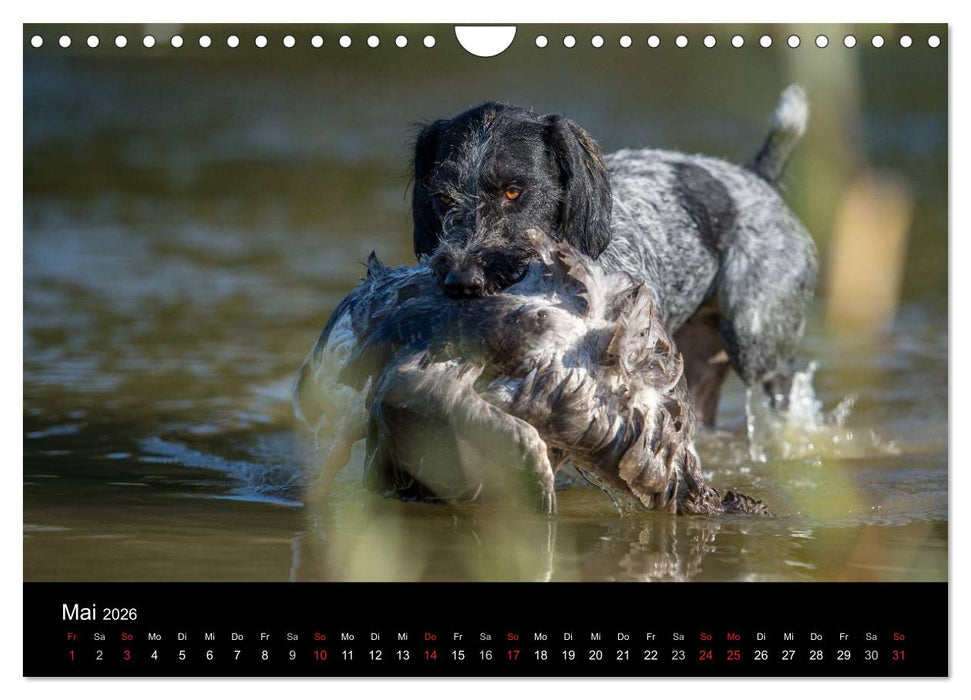 Jagdhunde bei der Arbeit (CALVENDO Wandkalender 2026)