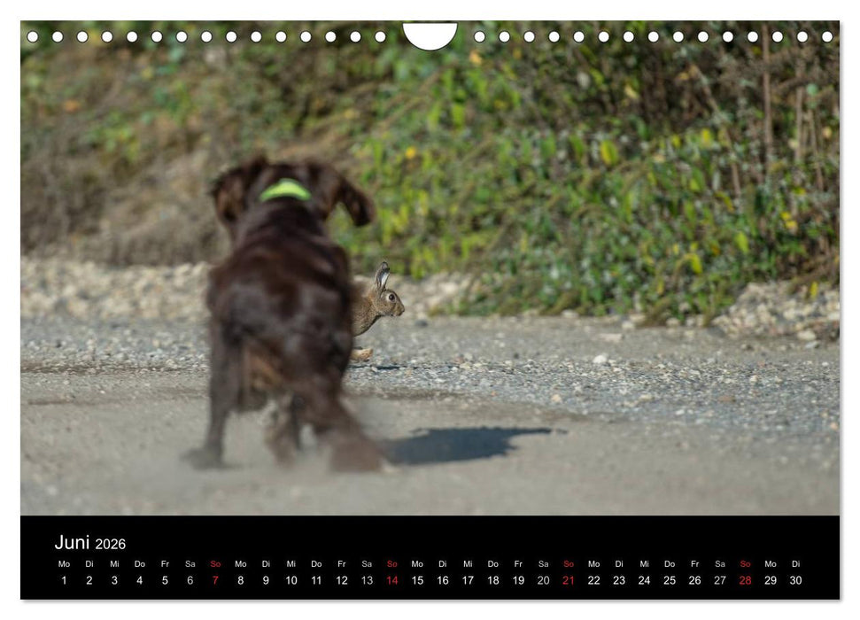 Jagdhunde bei der Arbeit (CALVENDO Wandkalender 2026)