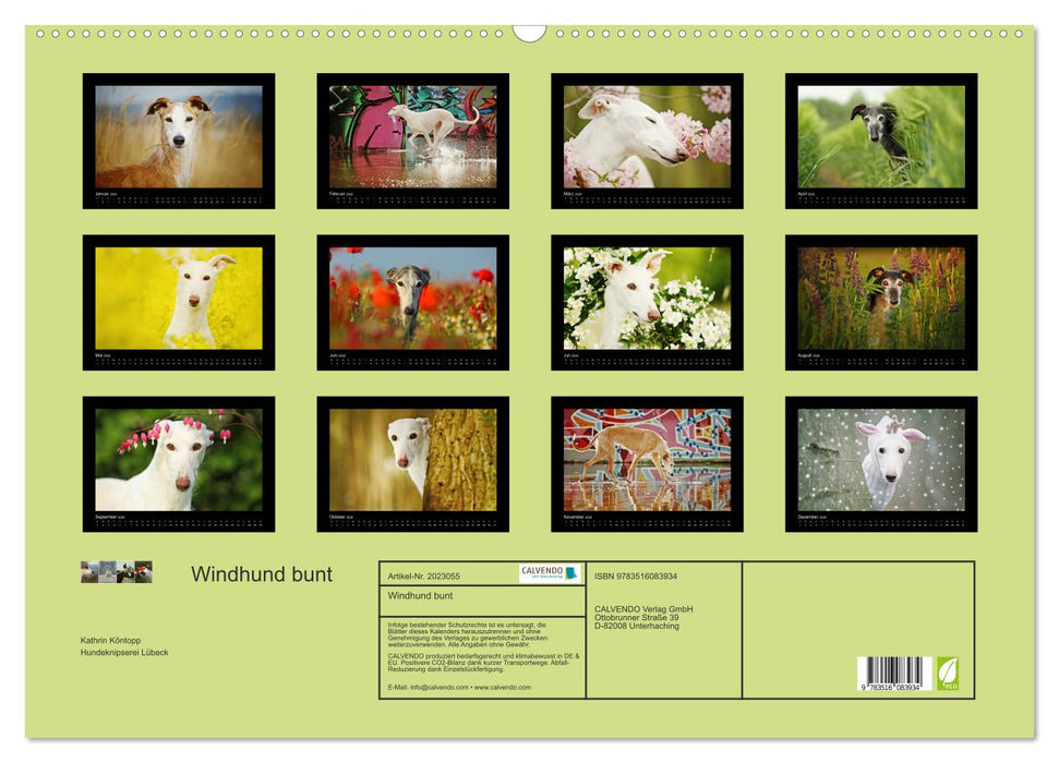 Windhund bunt (CALVENDO Wandkalender 2026)