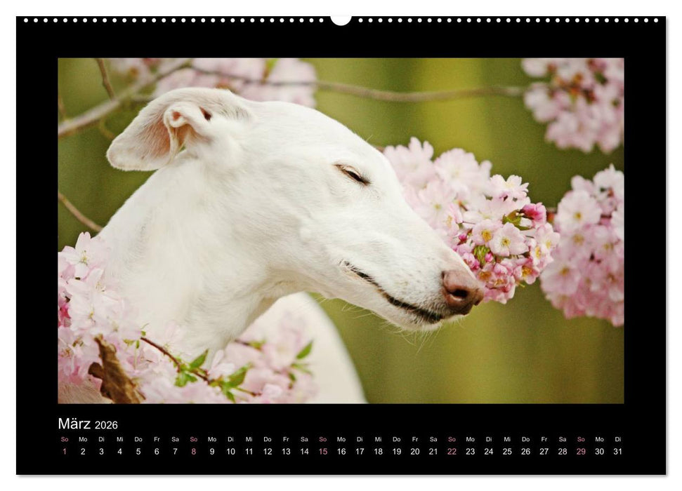 Windhund bunt (CALVENDO Wandkalender 2026)