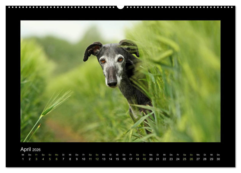 Windhund bunt (CALVENDO Wandkalender 2026)