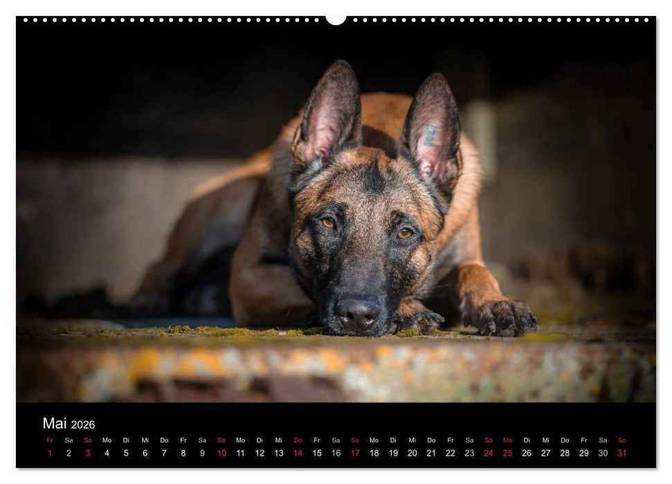 Belgischer Schäferhund - Der Malinois (CALVENDO Premium Wandkalender 2026)