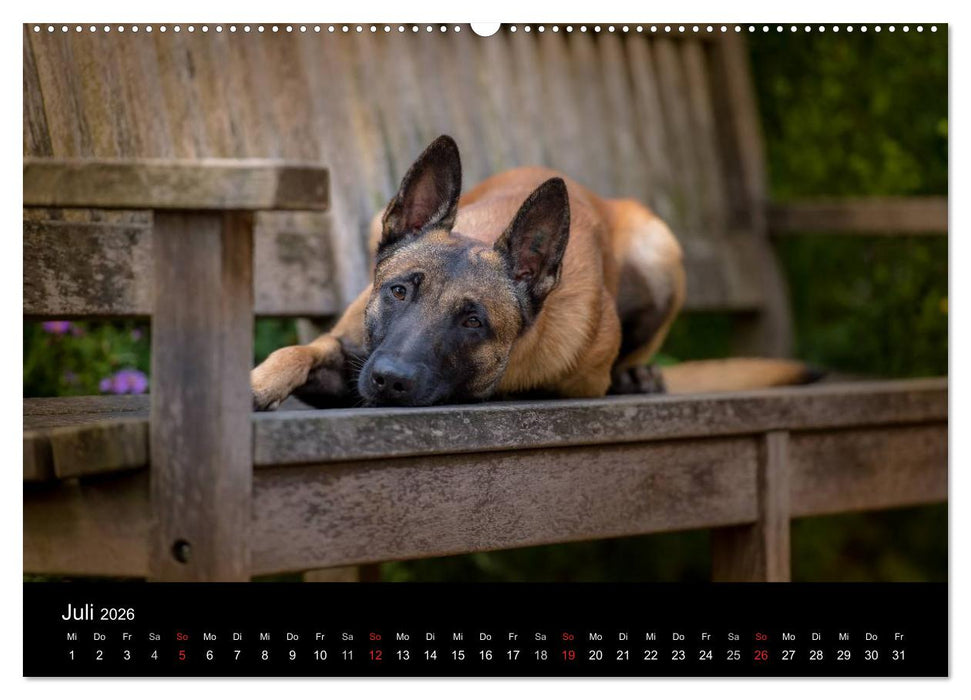 Belgischer Schäferhund - Der Malinois (CALVENDO Premium Wandkalender 2026)