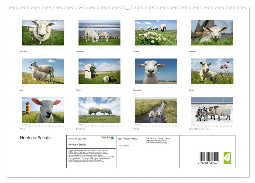 Nordsee Schafe (CALVENDO Premium Wandkalender 2026)