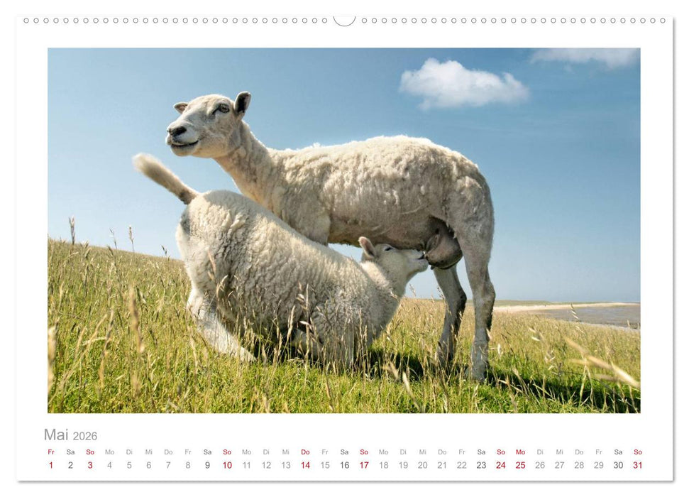 Nordsee Schafe (CALVENDO Premium Wandkalender 2026)