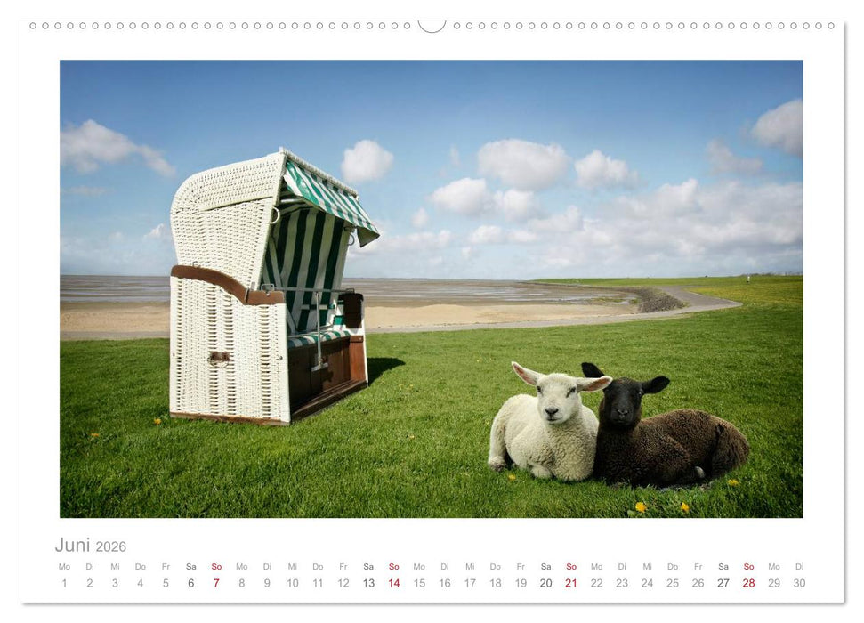 Nordsee Schafe (CALVENDO Premium Wandkalender 2026)
