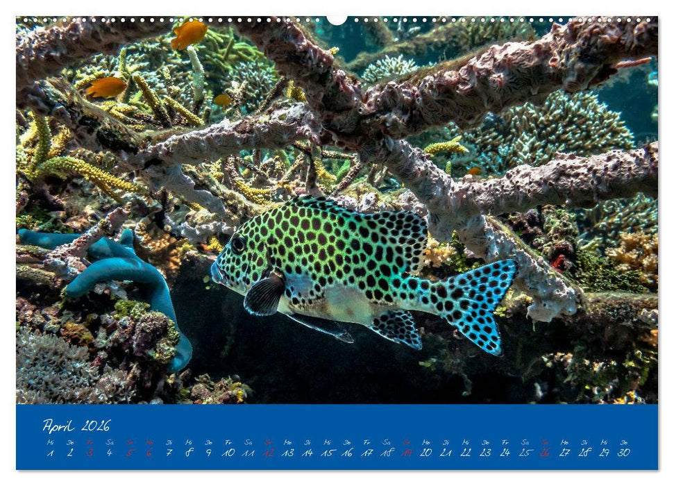 Meer sehen - Abenteuer Tauchen (CALVENDO Premium Wandkalender 2026)