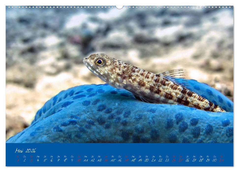Meer sehen - Abenteuer Tauchen (CALVENDO Premium Wandkalender 2026)