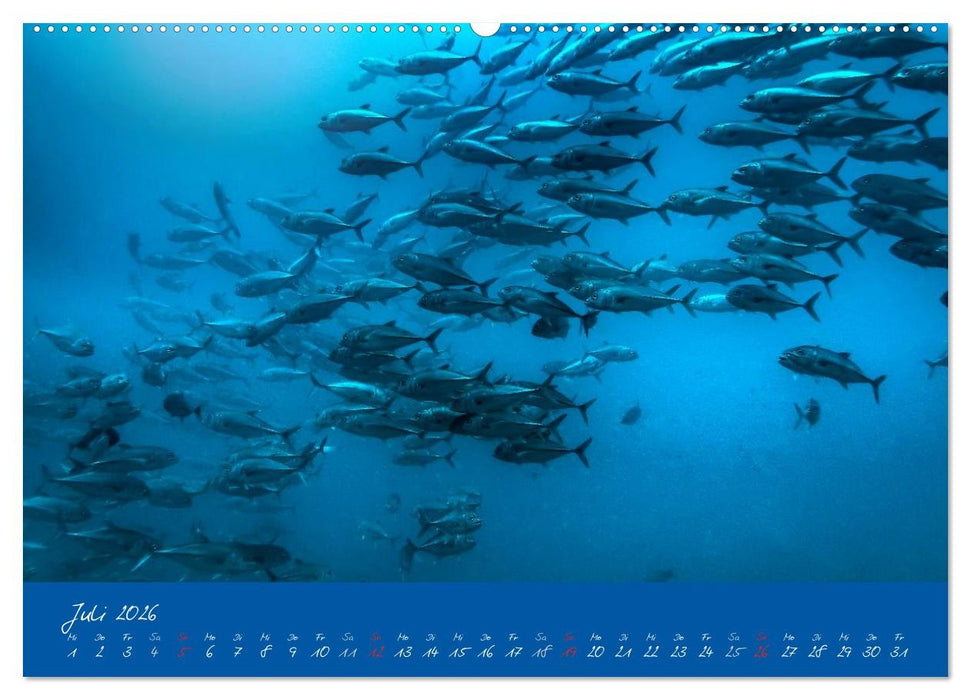 Meer sehen - Abenteuer Tauchen (CALVENDO Premium Wandkalender 2026)