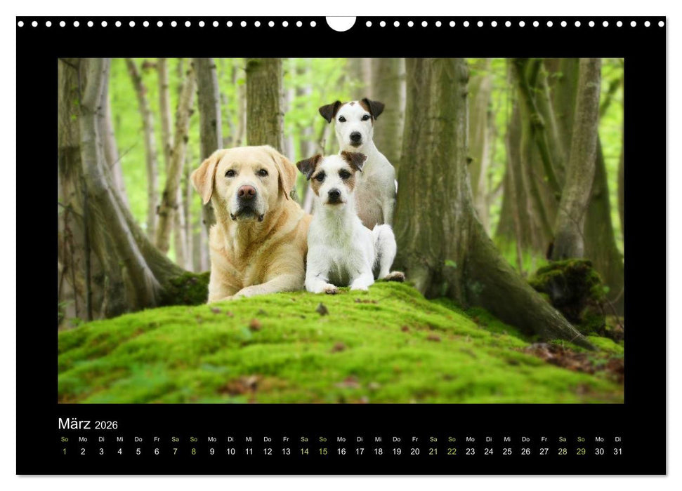 Die Parsons (CALVENDO Wandkalender 2026)