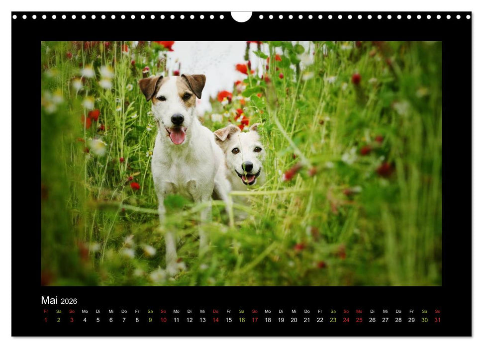 Die Parsons (CALVENDO Wandkalender 2026)