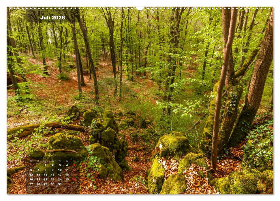 Zauberhafte Waldlandschaften (CALVENDO Premium Wandkalender 2026)