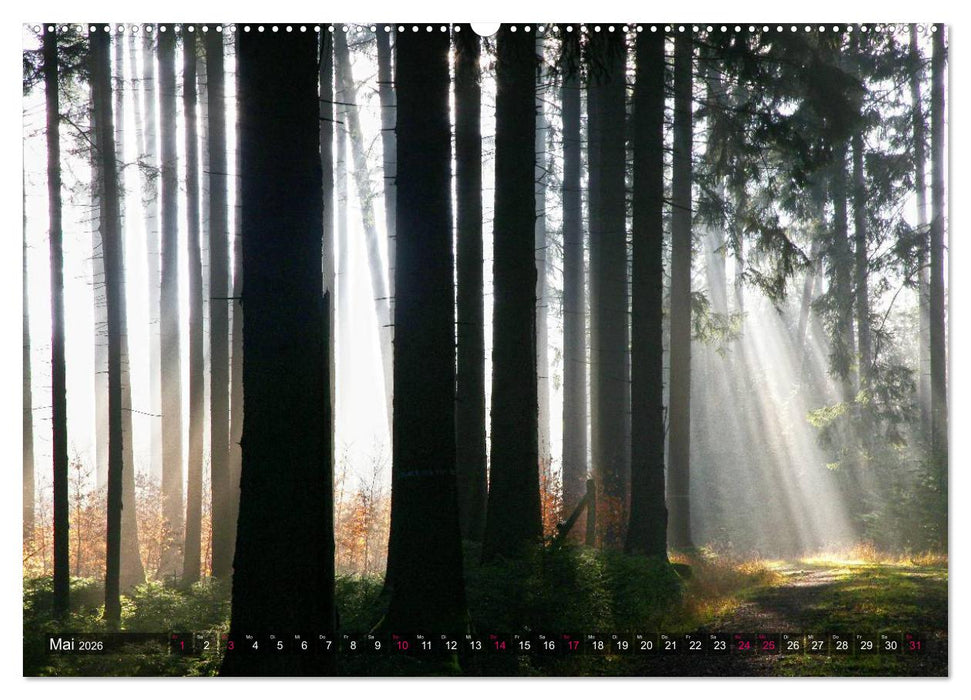 Erleuchtung im Wald (CALVENDO Premium Wandkalender 2026)