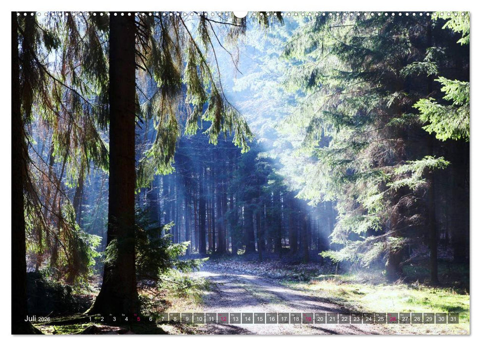 Erleuchtung im Wald (CALVENDO Premium Wandkalender 2026)