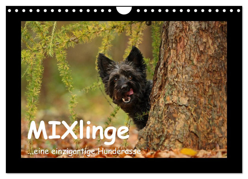 MIXlinge (CALVENDO Wandkalender 2026)