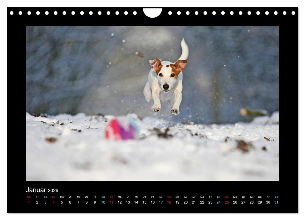 MIXlinge (CALVENDO Wandkalender 2026)
