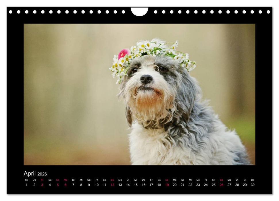 MIXlinge (CALVENDO Wandkalender 2026)