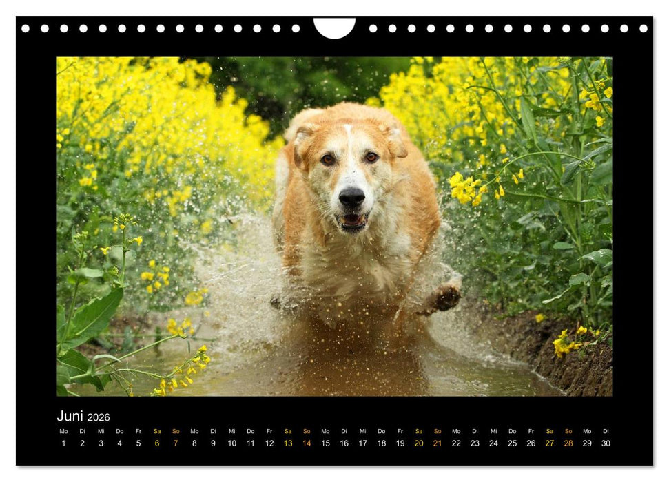 MIXlinge (CALVENDO Wandkalender 2026)