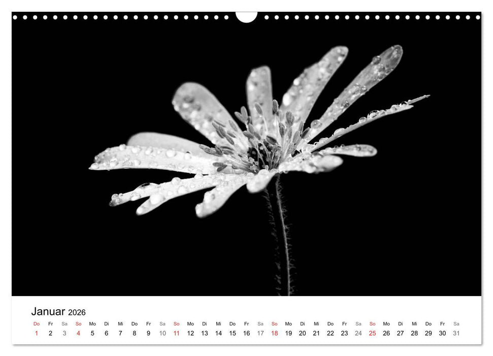 Blumen 2026, Schwarz-Weiß (CALVENDO Wandkalender 2026)