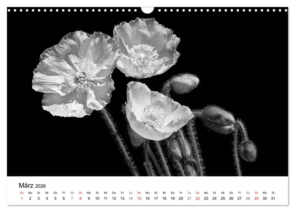 Blumen 2026, Schwarz-Weiß (CALVENDO Wandkalender 2026)