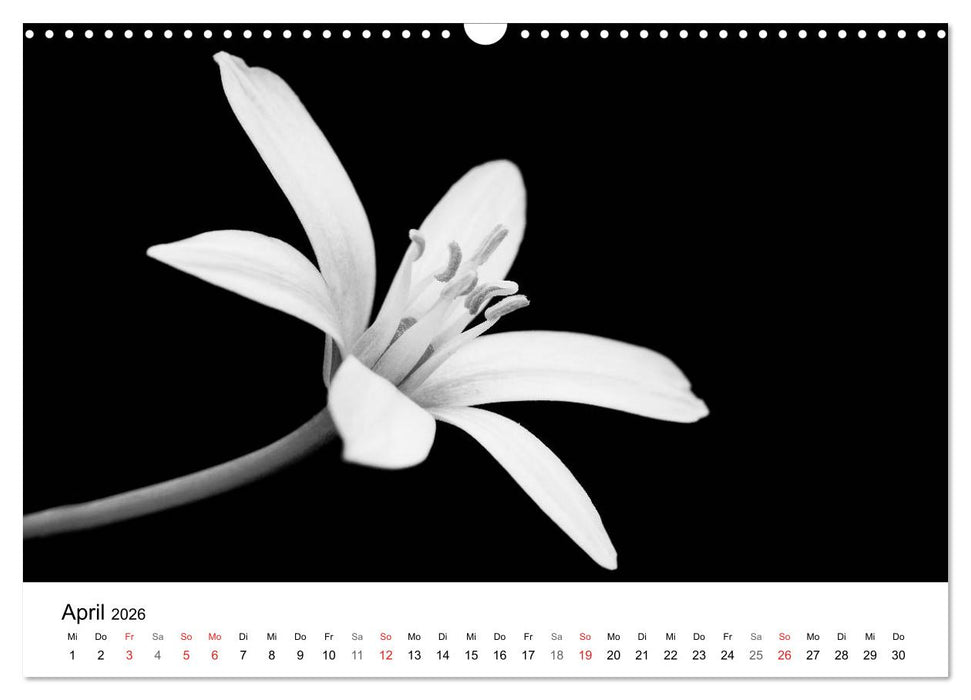 Blumen 2026, Schwarz-Weiß (CALVENDO Wandkalender 2026)