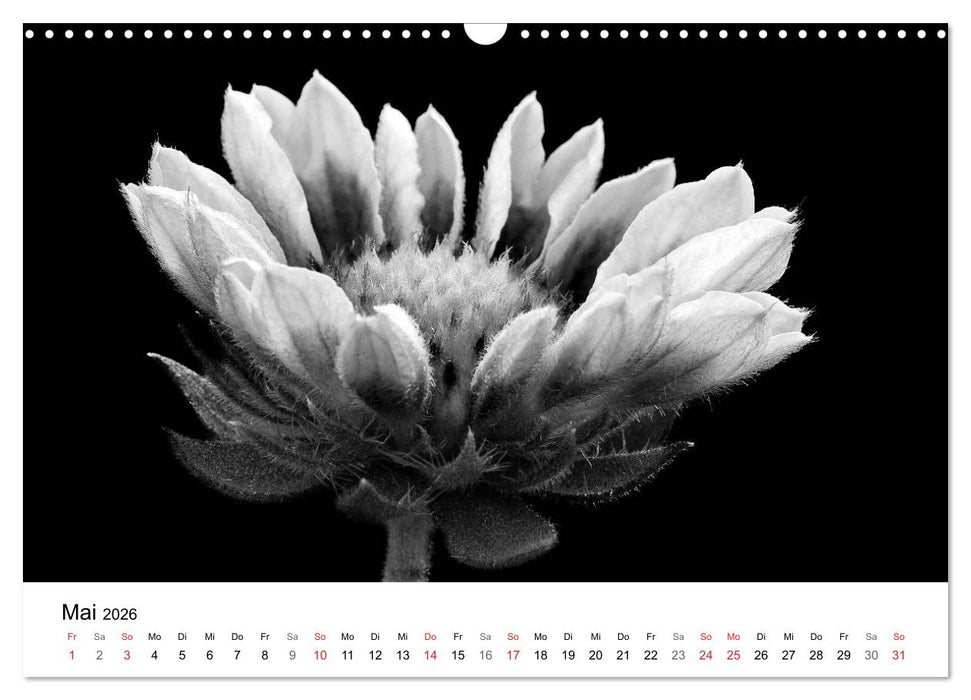 Blumen 2026, Schwarz-Weiß (CALVENDO Wandkalender 2026)