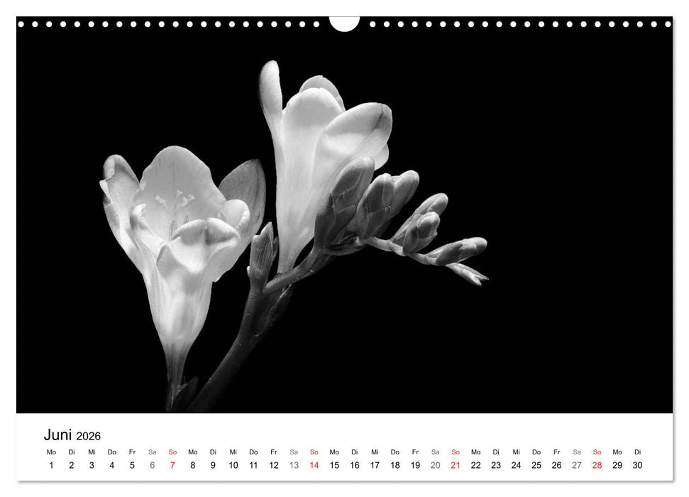 Blumen 2026, Schwarz-Weiß (CALVENDO Wandkalender 2026)