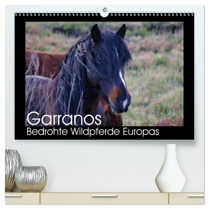Garranos - Bedrohte Wildpferde Europas (CALVENDO Premium Wandkalender 2026)