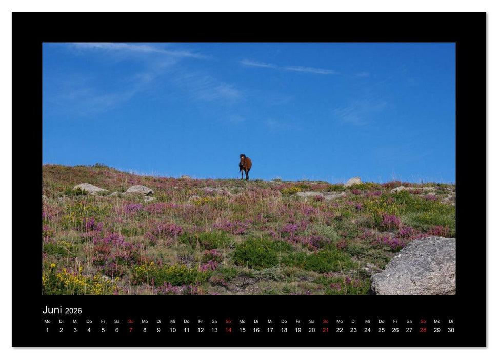Garranos - Bedrohte Wildpferde Europas (CALVENDO Premium Wandkalender 2026)